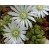 T.primosii (Ex pure white) - Seed